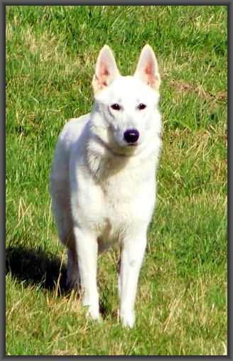 Weißer Schäferhund stockhaar