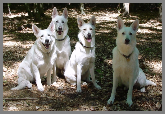 Weißer Schäferhund, weiße schäferhunde, weisser Schäferhund 