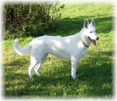 Weißer Schäferhund - Emma