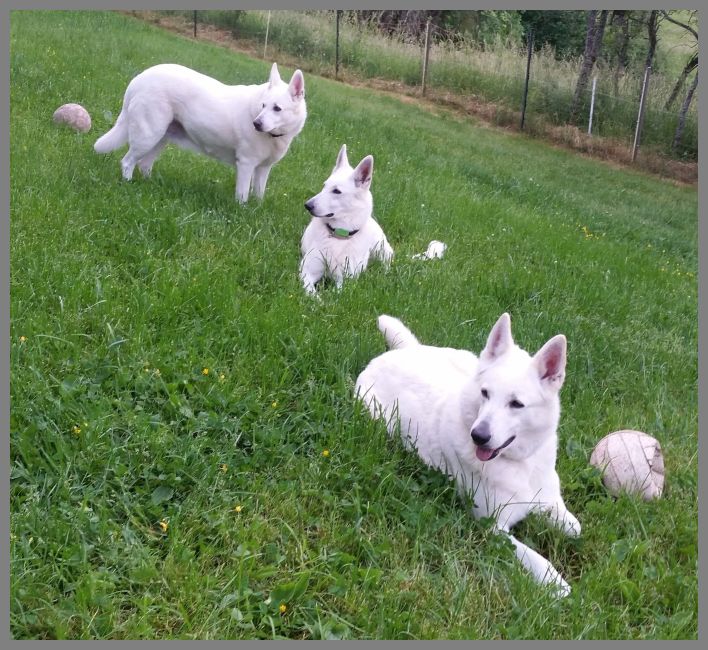 unsere weiße Schäferhunde - Fee - Maggie - Emma
