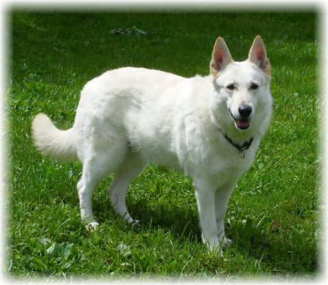 Weißer Schaeferhund - Weißer Schweizer Schäferhund 