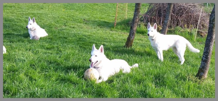 Unsere Weiße Schäferhunde - Maggie, Emma und Ava