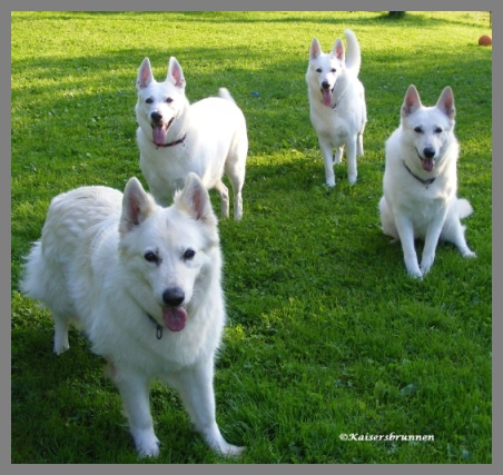 Weiße Schäferhunde -  Weißer Schäferhund Hunderasse Weisse Schweizer Schäferhunde Rassehunde Berger Blanc Suisse