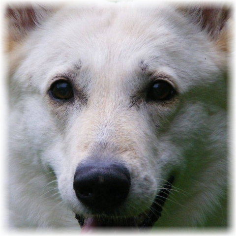 Weißer Schäferhund - Hope