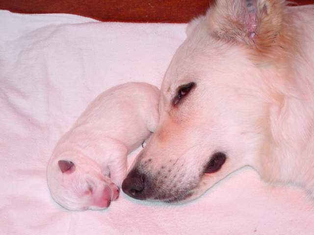 Weißer Schäferhund Welpe mit Mutter Sue