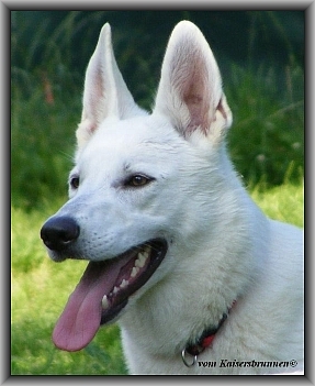 Weisse Schäferhunde Hundefutter von Belcando ohne künstliche Farb-,Geschmacks- u. Konservierungsstoffe