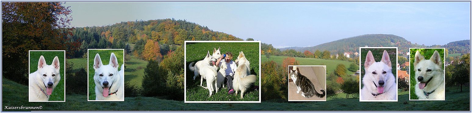 Weißer Schäferhund Hundefutter Trockenfutter für die Katze und richtige Ernährung