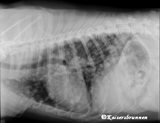 Weisser Schäferhund Tumor Erkrankung