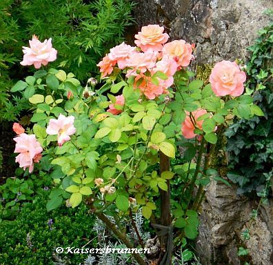 Rosen im Schlossgarten Aschaffenburg