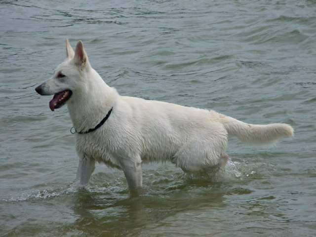 Weißer Schäferhund Assi vom Kaiserbrunnen