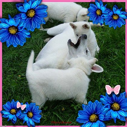 Welpen - Weiße Schäferhunde - Weisser Schäferhund - Welpen - Weißer Schäferhunde - Züchter weißer Schweizer Schäferhund