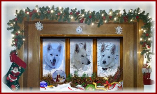 Wei�e Sch�ferhunde Familienfoto