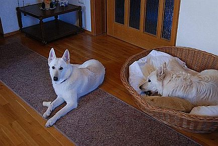 Weiße Schäferhunde Familienhund