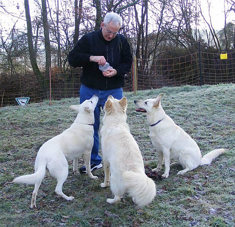 kaufen Weiße Schweizer Schäferhunde