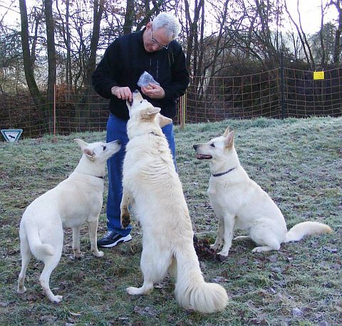 Weißer Schweizer Schäferhund Anschaffung