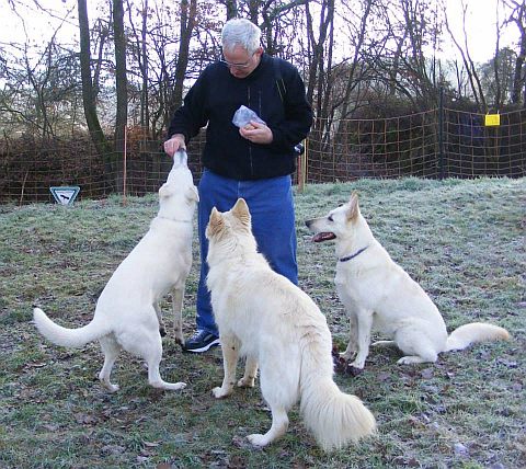Voraussetzungen Kauf und Anschaffung Weißer Schweizer Schäferhund Welpen