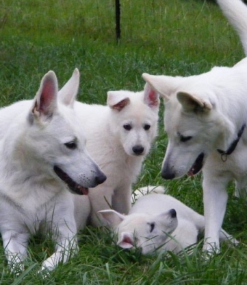 Weiße Schäferhunde Welpen kaufen