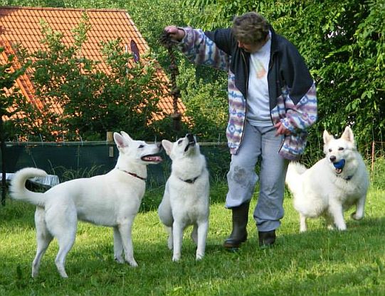 Beschäftigung Weiße Schäferhunde und Auslauf Weisser Schäferhund
