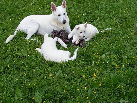 Züchter Weisse Schweizer Schäferhunde Preise Weisser Schäferhund kosten Weisse Schäferhunde