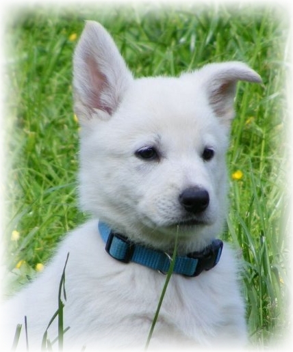 Welpenprägung Weiße Schäferhunde