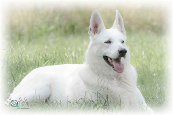Weißer Schäferhund Würfe