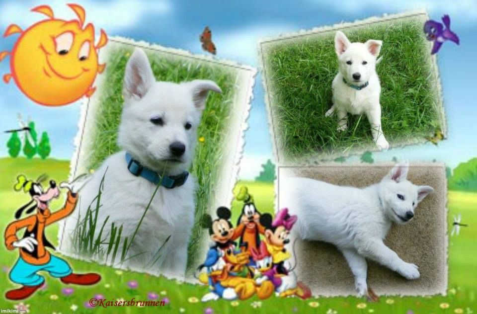 Welpen Weiße Schäferhunde