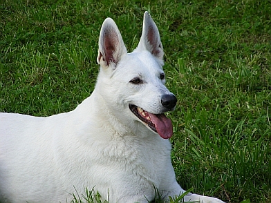 Zuchthündin Weißer Schäferhund stockhaar