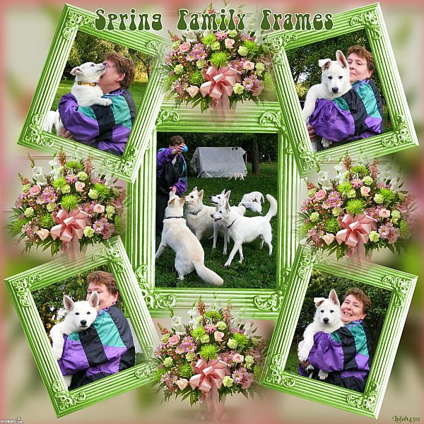 Familienfoto Weisse Schferhunde