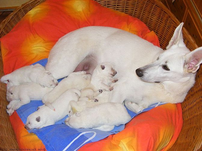 Weißer Schäferhund - Welpen - Weiße Schäferhunde - Zucht 