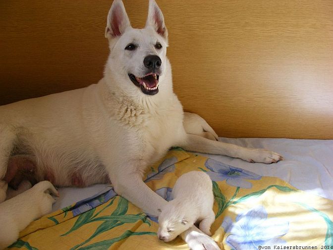 Weiße Schäferhunde Züchter - Weisser Schäferhund Zucht 