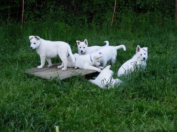 Welpen - Weisse Schäferhunde Beschäftigung und Auslauf Weisser Schäferhund