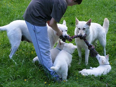 Weisse Schäferhunde und Welpen - Weisser Schäferhund