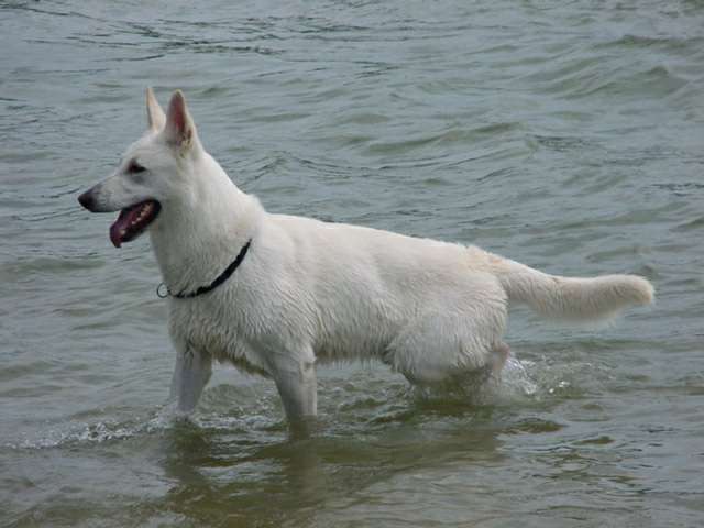  Weißer Schäferhund - Weisse Schäferhunde