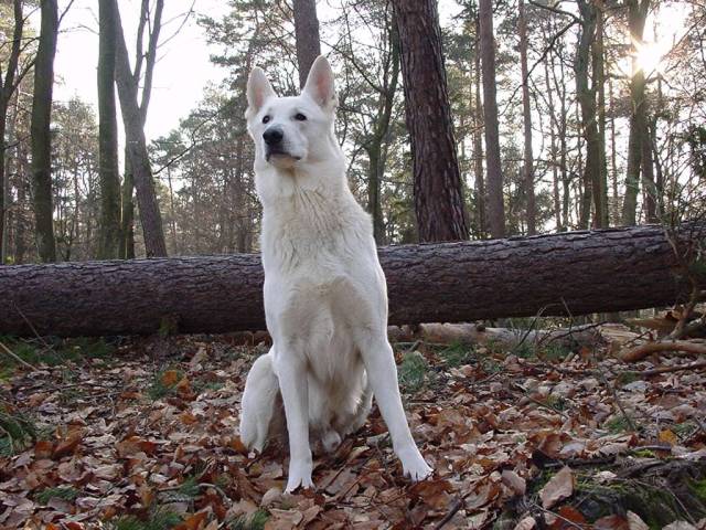  Weisser Schäferhund - Weiße Schaeferhunde