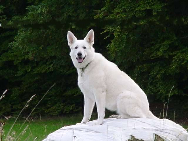 Weißer Schäferhund Bina Samantha vom Heimathenhof