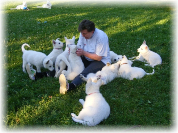  Weißer Schäferhund Erfahrungen Weiße Schäferhunde