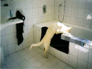 Weisse Schferhunde - Weie Schweizer Schferhunde