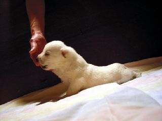 Welpen Weisse Schferhunde