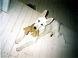 Welpe Weisser Schferhund
