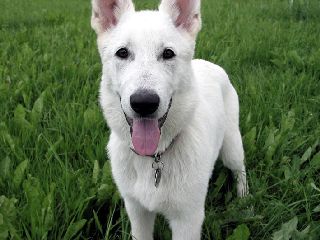 Weier Schferhund Lug