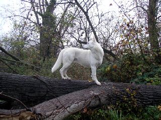 Weisser Schferhund und Weier Schweizer Schferhund