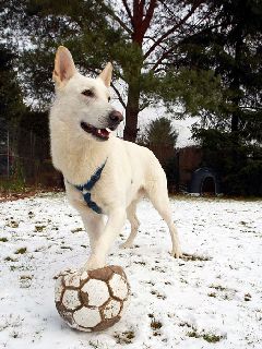 Weisser Schferhund - Berger Blanc Suisse