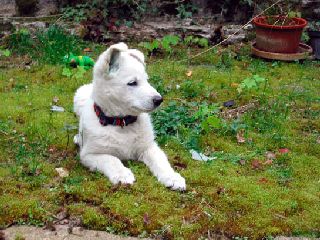 Weier Schferhund Welpe