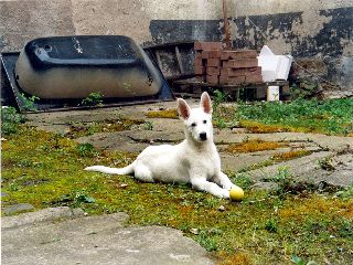 Weisser Schferhund und spielen