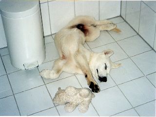 Welpen Weisse Schferhunde
