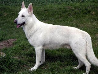  Weißer Schäferhund  Erfahrungsbericht mit Erfahrungen Weisse Schweizer Schäferhunde Zucht