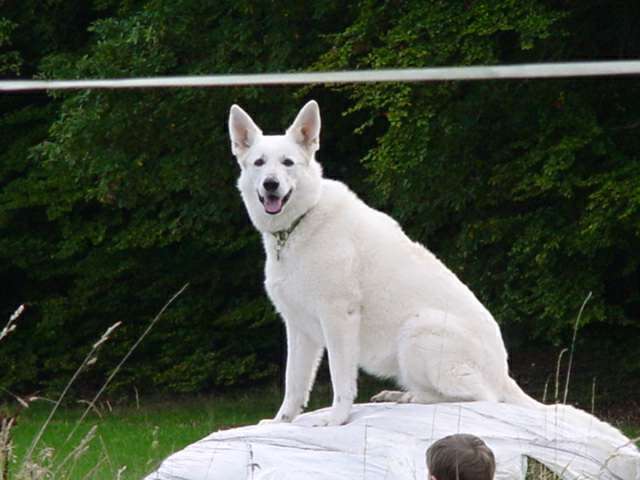 Weißer Schäferhund Bina Samantha vom Heimathenhof
