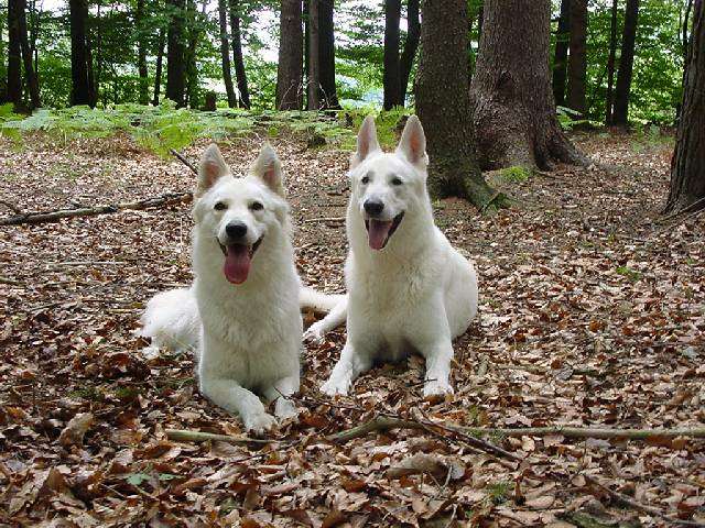 Weiße Schäferhunde Sue u Assi  Weißer Schäferhund Zuchtpaar