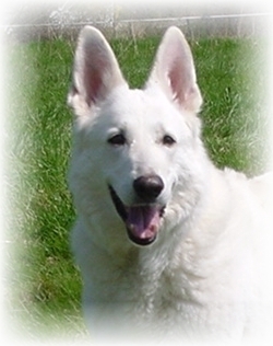 Weißer Schweizer Schäferhund