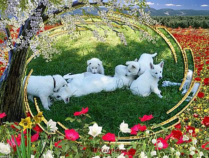 züchter weißer Schäferhund Welpen Weißer Schäferhund vom Kaisersbrunnen
